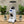 Load image into Gallery viewer, Eureka Olympus 75E Coffee Grinder - White